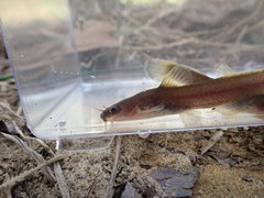 Noturus leptacanthus
