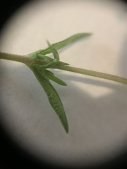 Phlox subulata