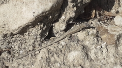 Ophisops elegans ehrenbergii