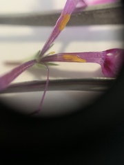 Phlox subulata