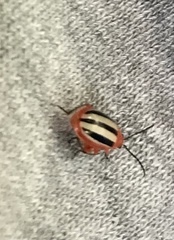 Disonycha leptolineata