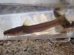 Noturus leptacanthus