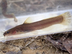 Noturus leptacanthus