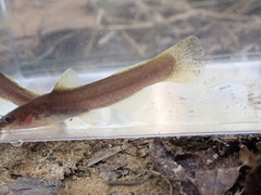 Noturus leptacanthus