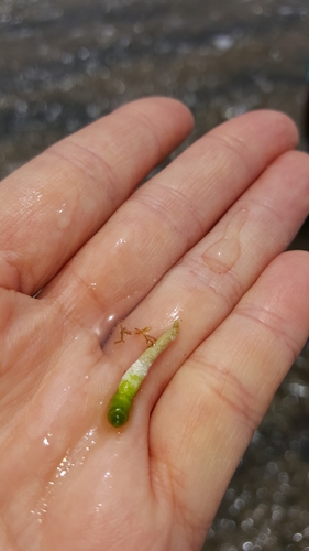 Neomeris annulata observed 2021-03-28