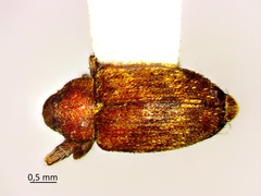 Lignyodes bischoffi