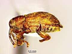 Lignyodes bischoffi