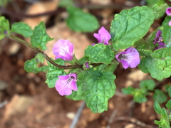 Stachys neurocalycina