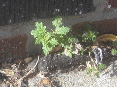 Dysphania pumilio