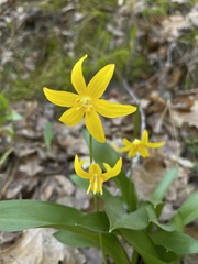 Erythronium tuolumnense