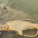 European Carp - Photo (c) jhaughton16, some rights reserved (CC BY-NC)