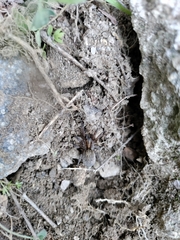 Arctosa personata