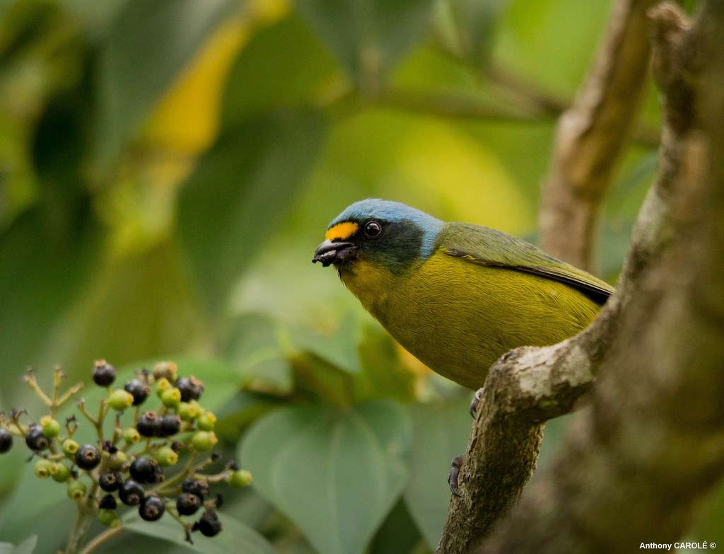 Lesser Antillean Euphonia photo