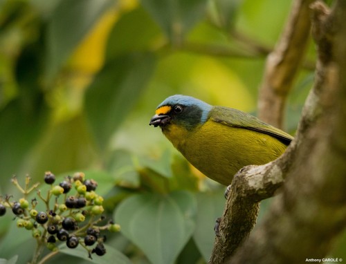 Lesser Antillean Euphonia
