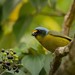 Lesser Antillean Euphonia - Photo (c) anthonycarole, some rights reserved (CC BY-NC)