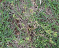 Lepidium ruderale