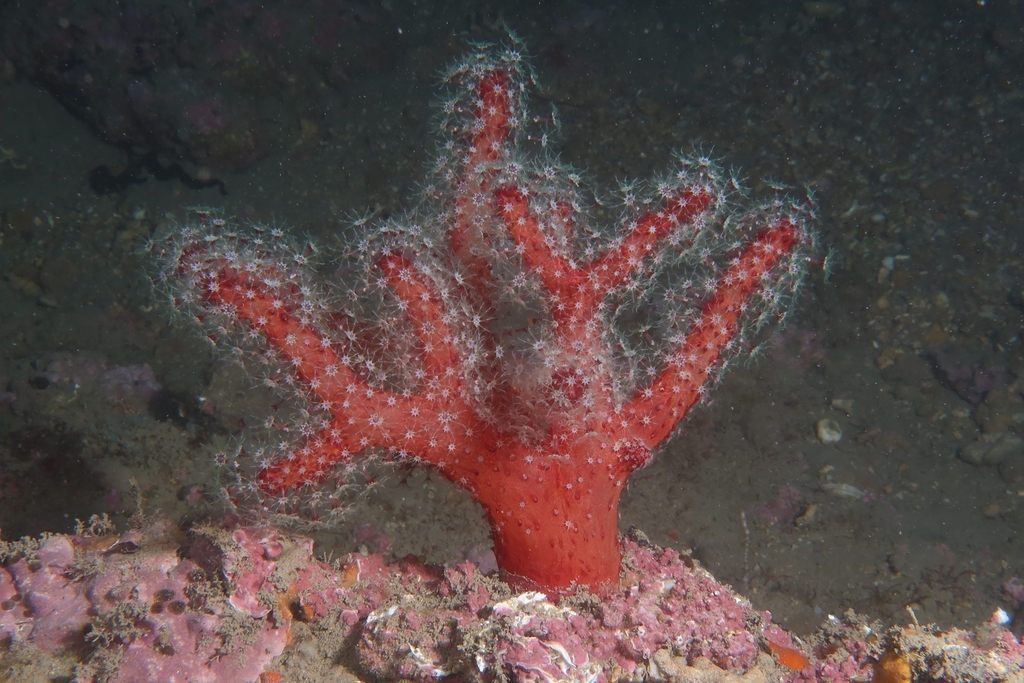 sea finger
