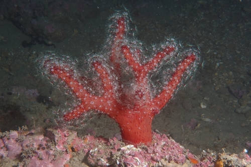 sea finger