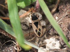 Xanthochilus