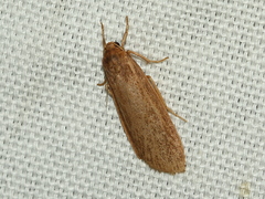 Scoliacma pactolias