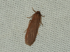 Scoliacma pactolias