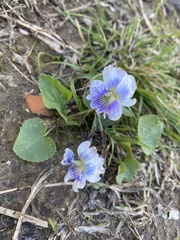 Viola sororia