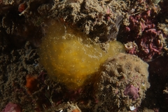 Pseudodistoma crucigaster