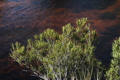 Metrosideros angustifolia