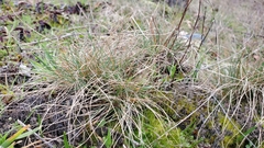 Festuca roemeri