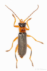 Cantharis lateralis
