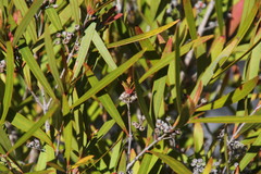 Metrosideros angustifolia