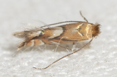 Phyllonorycter aeriferella