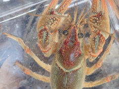 Lacunicambarus dalyae