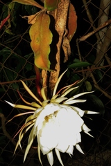 Epiphyllum oxypetalum