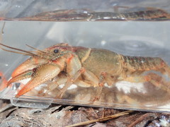 Lacunicambarus dalyae