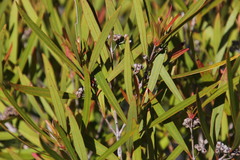 Metrosideros angustifolia
