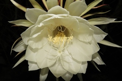 Epiphyllum oxypetalum