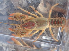 Lacunicambarus dalyae