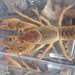 珠寶惡魔螯蝦 - Photo 由 Daniel Folds 所上傳的 (c) Daniel Folds，保留部份權利CC BY-NC