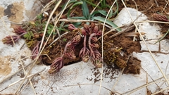 Petrosedum ochroleucum