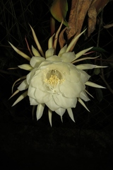 Epiphyllum oxypetalum