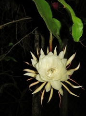 Epiphyllum oxypetalum
