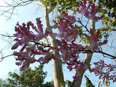 Myrmecophila tibicinis