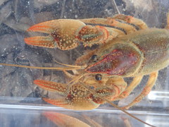 Lacunicambarus dalyae