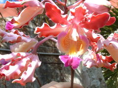 Myrmecophila tibicinis