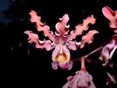 Myrmecophila tibicinis