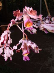 Myrmecophila tibicinis