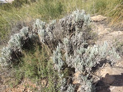 Lavandula lanata