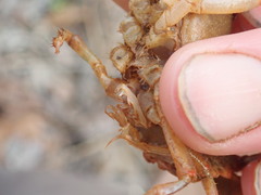 Lacunicambarus dalyae