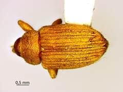 Lignyodes helvolus